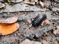 Arthrosphaera