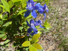 Delphinium gracilentum