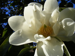Magnolia doltsopa