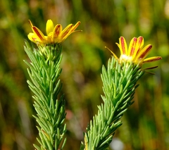 Ursinia quinquepartita