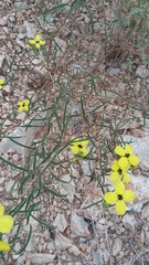 Oenothera berlandieri pinifolia