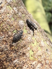 Chrysobothris octocola