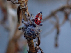 Phidippus adumbratus