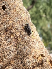 Chrysobothris octocola