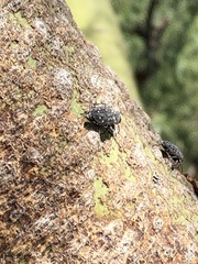 Chrysobothris octocola