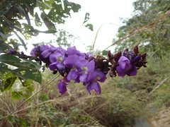 Macropsychanthus latifolius