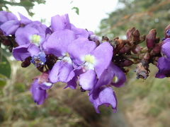 Macropsychanthus latifolius