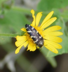 Acmaeodera macra