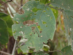 Macropsychanthus latifolius