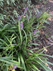 Liriope
