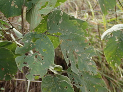 Macropsychanthus latifolius