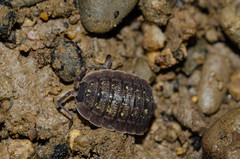 Porcellio violaceus
