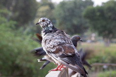 Columba livia domestica