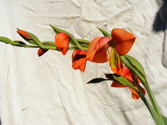 Gladiolus equitans