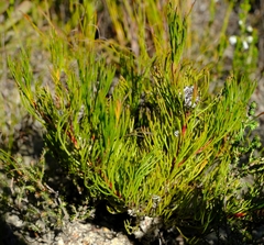 Serruria nervosa