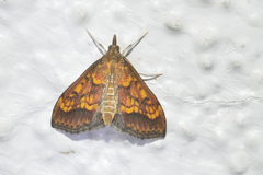 Pyrausta deidamialis