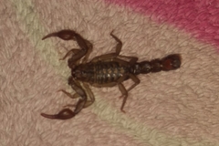 Vaejovis mexicanus