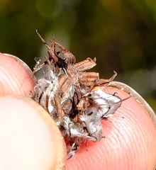 Serruria nervosa