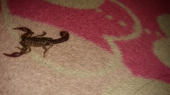 Vaejovis mexicanus