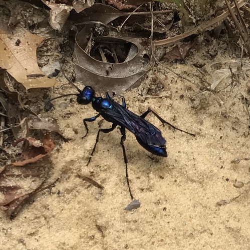 Steel-blue Cricket-hunter Wasp photo 4