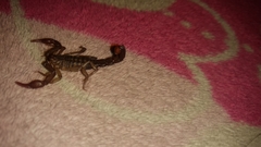 Vaejovis mexicanus