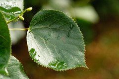 Tilia euchlora