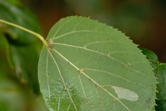 Tilia euchlora