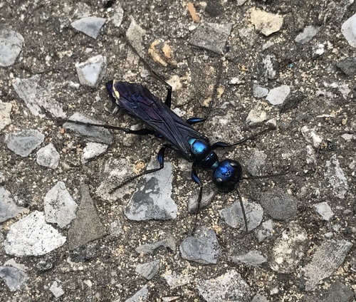 Steel-blue Cricket-hunter Wasp photo 5
