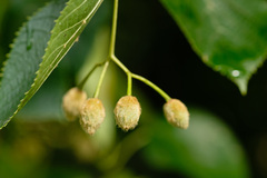 Tilia euchlora