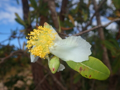 Kielmeyera rubriflora