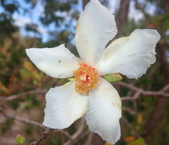 Kielmeyera rubriflora