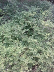 Symphoricarpos orbiculatus