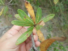 Kielmeyera rubriflora