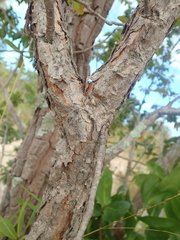 Kielmeyera rubriflora