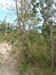 Kielmeyera rubriflora