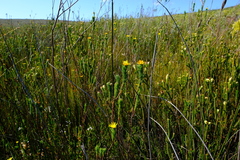 Ursinia quinquepartita