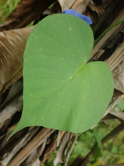 Ipomoea parasitica