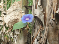 Ipomoea parasitica