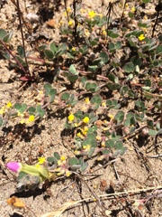 Acmispon heermannii orbicularis