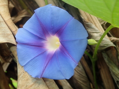 Ipomoea parasitica