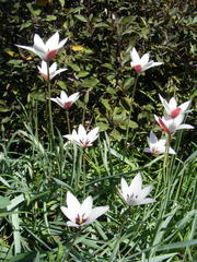Tulipa clusiana