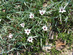 Tulipa clusiana