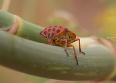 Graphosoma semipunctatum