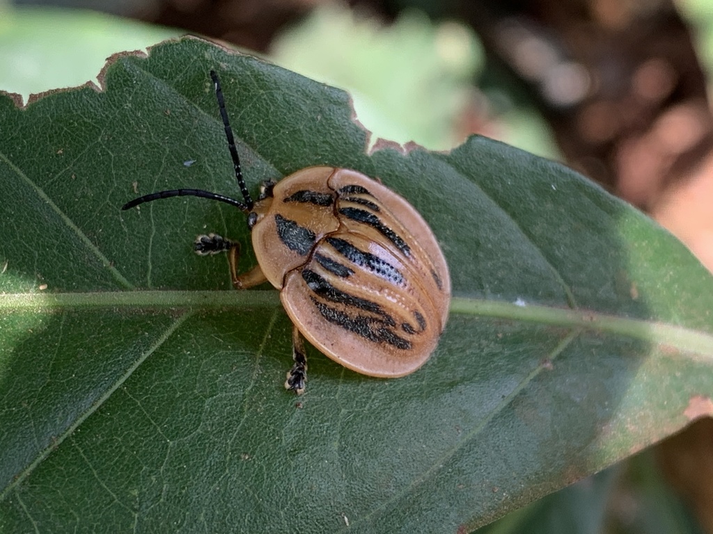 Cyclosoma strigata