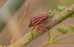 Graphosoma semipunctatum