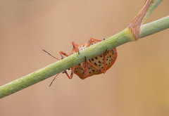 Graphosoma semipunctatum