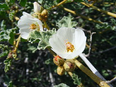 Sphaeralcea fulva