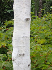 Betula utilis