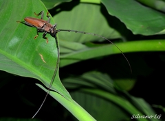 Juiaparus mexicanus