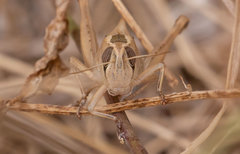 Eyprepocnemis plorans